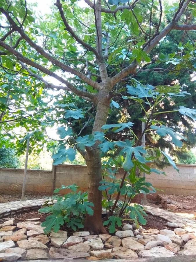 Apartman Garma Rovigno Esterno foto